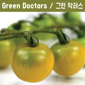 Geen Doctos 그린 닥터스 방울토마토 달콤한 희귀토마토 교육체험용 세트, 1개