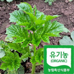[임금님이드신] 최상품 멈출수없는맛 오대산골짜기 어수리나물, 1박스, 250g