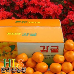 한라산농장 귤 10KG 중대과 L~2L 홍보용 불만족 시 무료반품