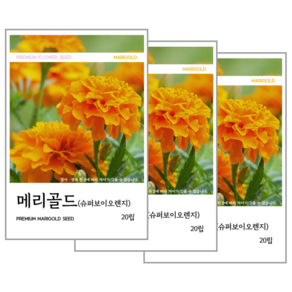 메리골드(슈퍼보이오렌지) 씨앗 20립, 3개