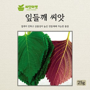 다농 잎들깨 씨앗 25g, 1개