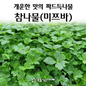 [모종심는아빠] 쌉싸름하고 개운한 맛의 참나물 모종 미쯔바