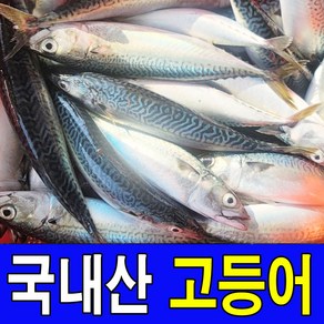 주문진 오늘 새벽에 조업한 국내산 생물 고등어 3kg 5~6마리 산지직송, 1세트