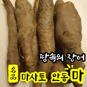 [프리미엄] 국내산 100% 햇 안동 마 참마 산마 장마 생마 2kg 중품 상품 특품 10kg 실속 산약 마사토 종류 농장직송, 중품 2kg, 1개