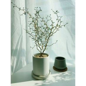마오리 소포라 + 화이트화분 SET 공기정화식물 인테리어식물, 식물만(플라스틱포트), 1개
