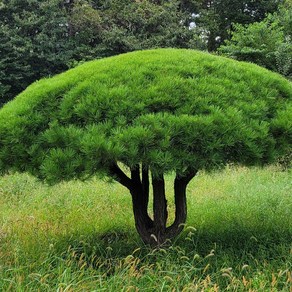 리서스원예 반송 반송나무 묘목 접목1년 10주 묶음, 반송나무 10주 묶음, 10개