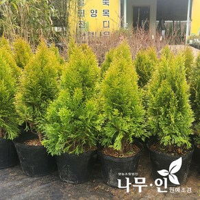 [나무인] 골드스마라그 키40cm, 1개