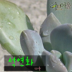 허브여울다육 석연화 지름 9cm 소품화분, 3개