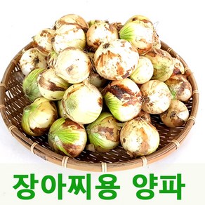 장아찌용양파5kg 햇양파 무안양파, 1개, 3kg