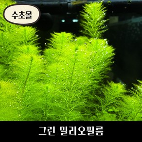 [수초몰] 그린 밀리오필름, (특가) 5촉, 1개