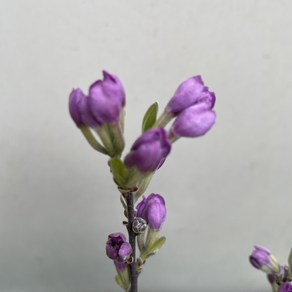 [다온야생화] W5669 팥꽃나무 (보라) (10cm) [랜덤], 1개, 보라