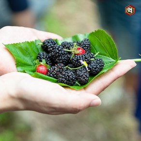 [억수로상회] 고창 산지직송 햇 토종 오디 (청일/특품) 급냉 2kg, 1개