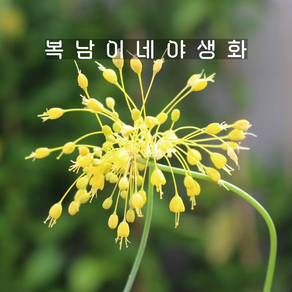 알리움 플라붐 옐로우 [3포트 복남이네야생화 모종 허브 용골마늘 마녀의마늘 allium], 3개
