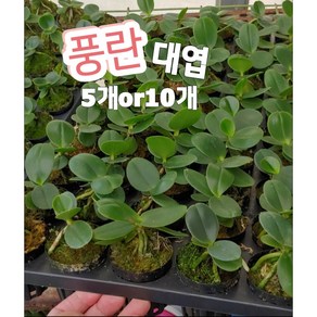 풍란-대엽-5개o10개/바람이 잘 통하는 곳을 좋아한다고 해서 풍난 석부작, 5개, 10개