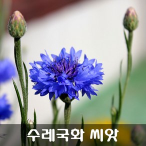 [해피플라워] 수레국화 씨앗 5g(약 1200립) / 봄 여름 가을 파종 꽃씨, 1개