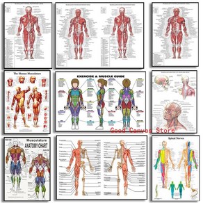 인체 포스터 골격 근육 뼈 해부도 시스템 교육 월 용품 캔버스 프린트 학교 차트 회화 홈 해부학 아트 데코 의료, 20X30cmUnfamed_18=18