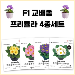 F1 교배종 프리뮬라 씨앗 4종세트 키작은 화분용 꽃씨 종자 씨 앵초