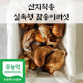 국내산 친환경 참송이 버섯 실속형 가정용, 1박스, 1kg