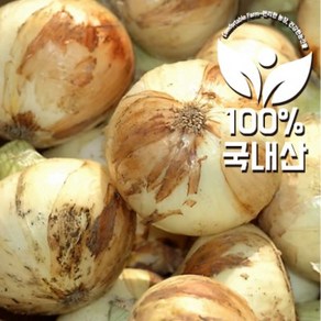 23년 햇 양파 (소/짱아찌용)(대)3KG 5KG 10KG, 소(짱아찌용)3KG, 1개