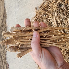 도라지 약도라지 흙 세척 생도라지 깐도라지 1kg 24년 국산, 종류, 1개, 세척약도라지(실속) 1kg