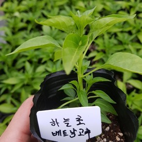 [모종모종]하늘고추 2주 모종(베트남고추)(작은컵)2개 (한개 구매하시면 2주 나갑니다 )