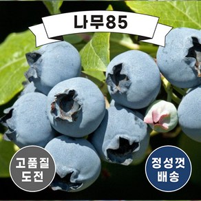 (나무85) 블루베리나무 9종시리즈, 9. 레가시 7치 결실주 화분, 1개