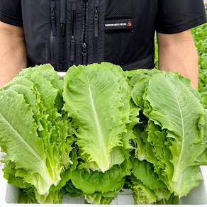 사계절 청년농부 신선한 로메인 상추 유럽 유러피안, 1박스, 4kg