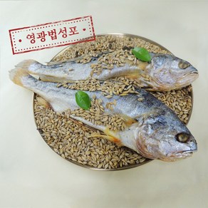 영광 산지직송 굴비 법성포 찐 보리 굴비 부세굴비 대부터 특대까지 / 일반(개별)포장