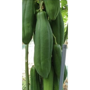 파파야 그린파파야 PAPAYA