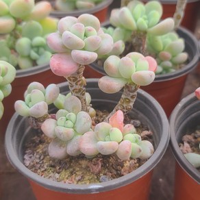 [소소한다육] 라울 세덤속 다육식물 Sedum Clavatum, 1개