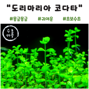 <수초마을> 몽글몽글한 귀여운 도리마리아 코다타 5줄기 초보수초 전경 중경 수초 구피 새우 은신처, 1개