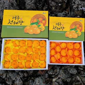 제주도 당도선별 레드향 산지직송 선물용 가정용 3kg 5kg, 1개, 천혜향 선물용 3kg