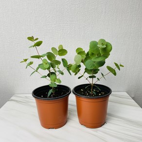 유칼립투스 실버달러 소품 동그란 잎 상쾌한 향 호흡기 건강에 좋은 공기정화식물 식집사팜, 1개, 유칼립투스실버달러(소품)