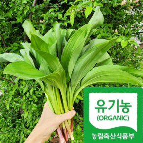 [오대산골짜기] 1년기다린 진귀한 오대산종 산마늘, 1kg, 1박스