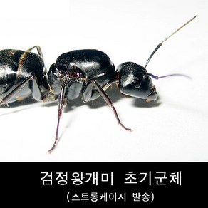 개미사육/애완개미/검정왕개미/일본왕개미초기군체, 1개