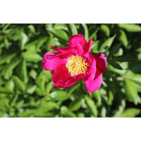 [평창][3포트]토종일반작약(붉은 흰 분홍 랜덤), 3개