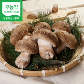 [국내산] 산지직송 무농약 고기맛 명품 솔 송화버섯 1kg 2kg 송향 송화 송화고 (착한 송이버섯)