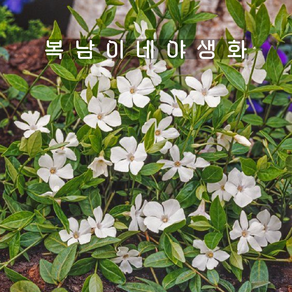 빈카 화이트 [1포트 복남이네야생화 모종 vinca mino]알바, 1개