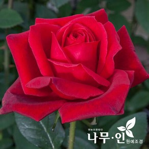 [나무인] 고급사계정원장미 루지메이앙(빨강색), 1개