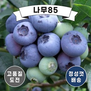 (나무85) 블루베리 6치 포트, 1개