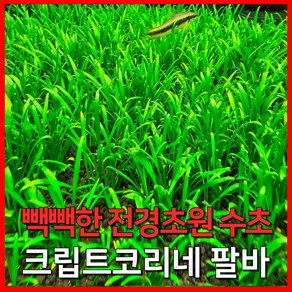 [수초농부] 크립토코리네 팔바 전경초원 수초, 6개