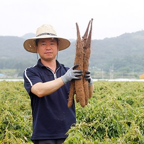 [필창농산] 산지직송 24년 안동 햇 장마 참마 산마 햇마 생마 [초실속] [알뜰/실속형] [단특품] [상품] [특품] 2kg 3kg 5kg 9kg, 1개, 장마 [실속/파지] 2kg (아주얇고작음)