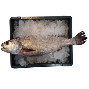 자연산 민어 한마리/ 접시로 손질(3kg), 3kg, 1개