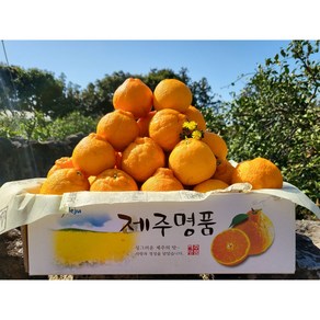 고당도 제주 한라봉 산지직송 가정용 선물용 로얄과 노지 2kg 3kg 5kg 10kg