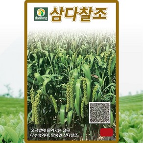 다농 삼다찰조 씨앗 30g 차조씨 곡물 종자, 1개