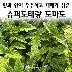 [모종심는아빠] 맛과 향이 우수하고 재배가 쉬운 슈퍼도태랑 완숙토마토 모종, 1컵, 1개