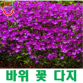 (희귀씨앗) 바위꽃다지(Aubieta) 핑크 15립, 1개