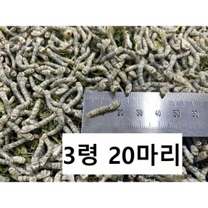 3령 20마리 누에 파충류 먹이, 0.7g, 1개