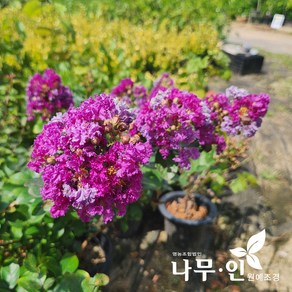 [나무인] 보라꽃 자주잎 배롱나무, 1개