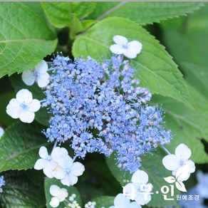 [나무인] 산수국 2개 개화주 포트묘